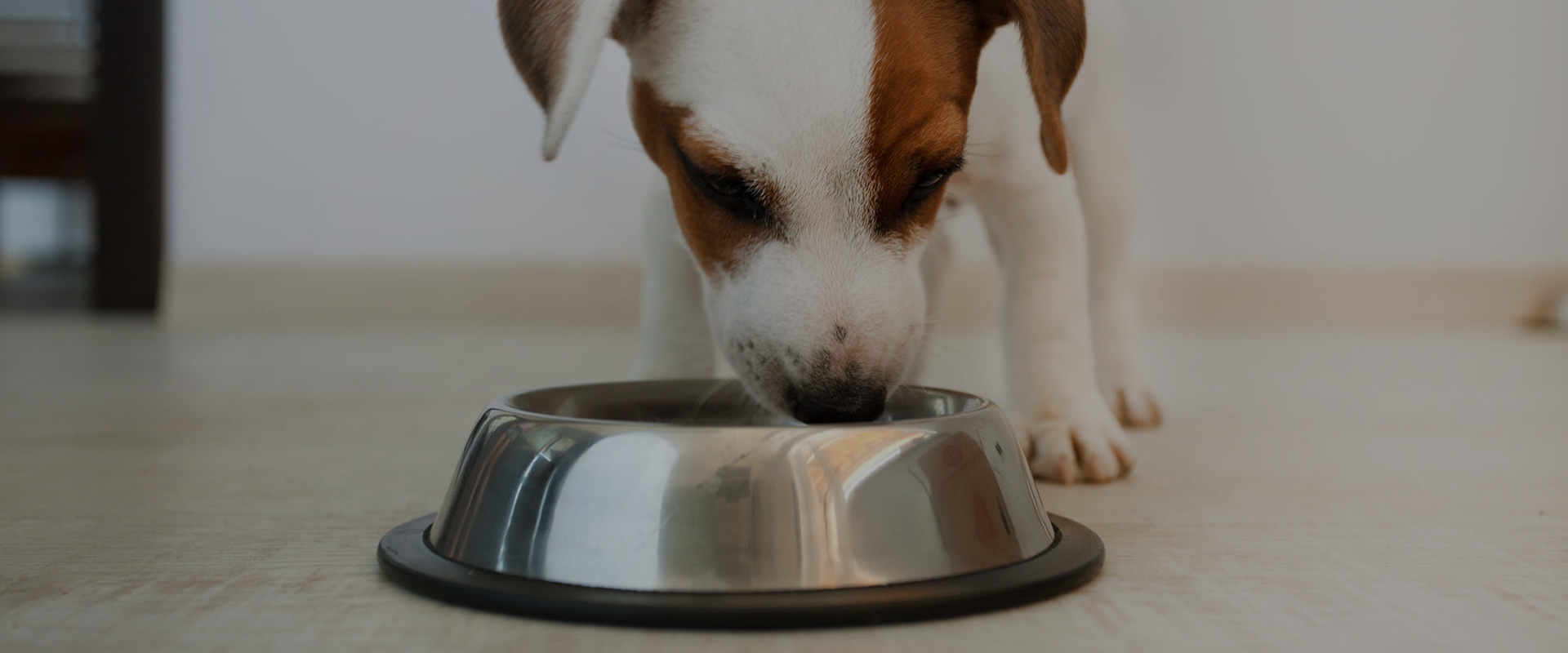 EXPERTOS EN PRODUCCIÓN DE HARINAS PARA ALIMENTACIÓN DE MASCOTAS