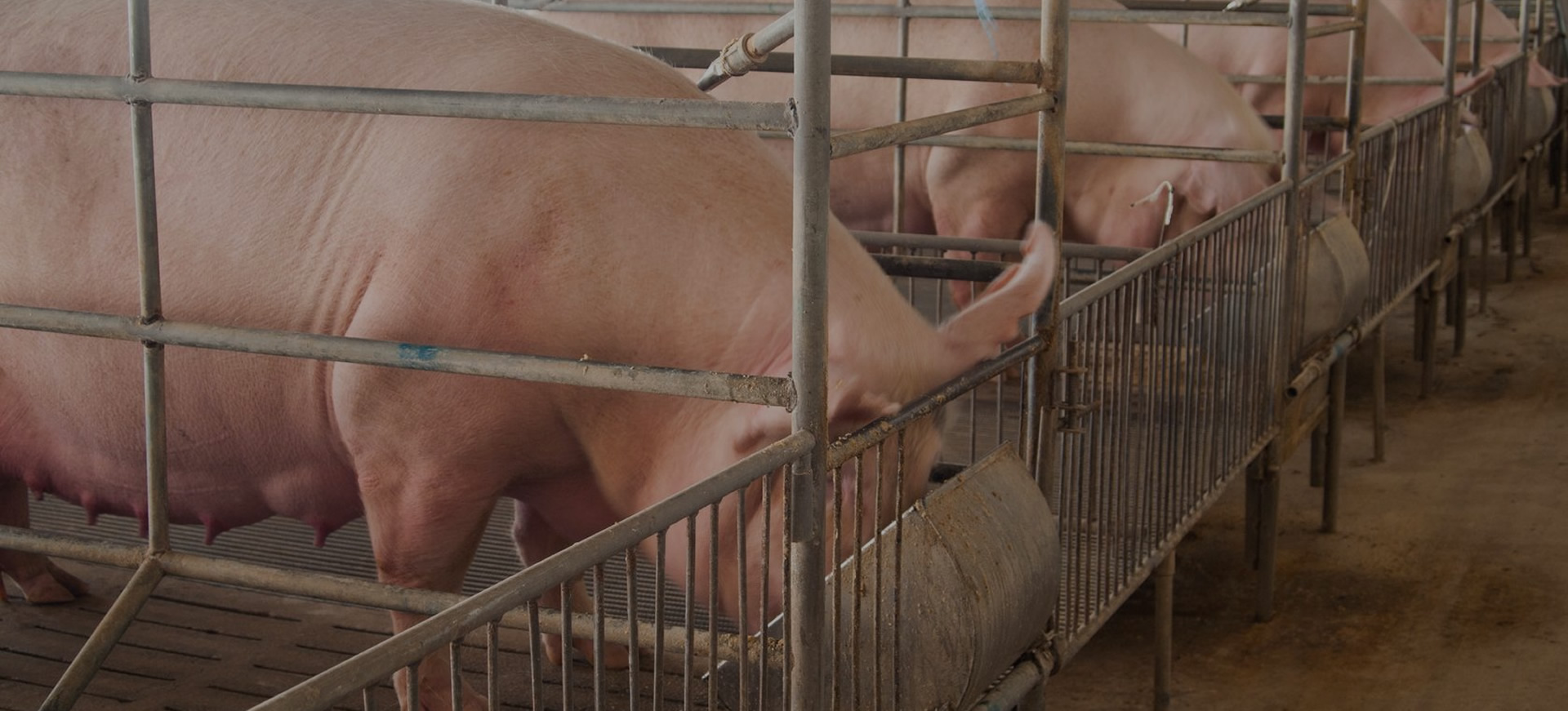 FABRICAMOS GRASAS ANIMALES PARA ALIMENTACIÓN DE ANIMALES DE CEBO